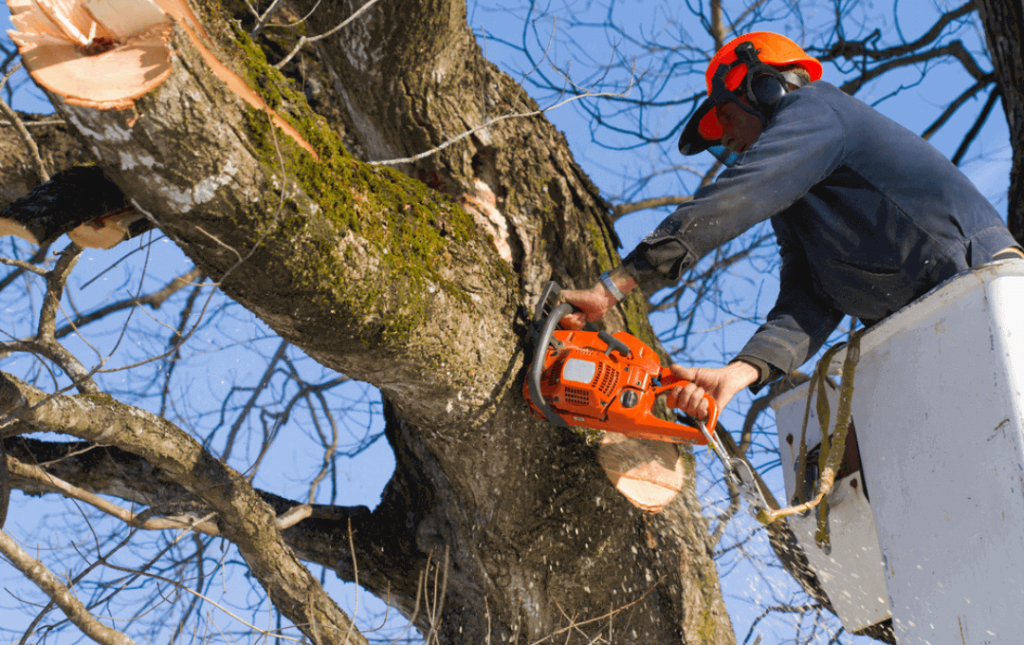 Affordable Tree Cutting & Pruning Service