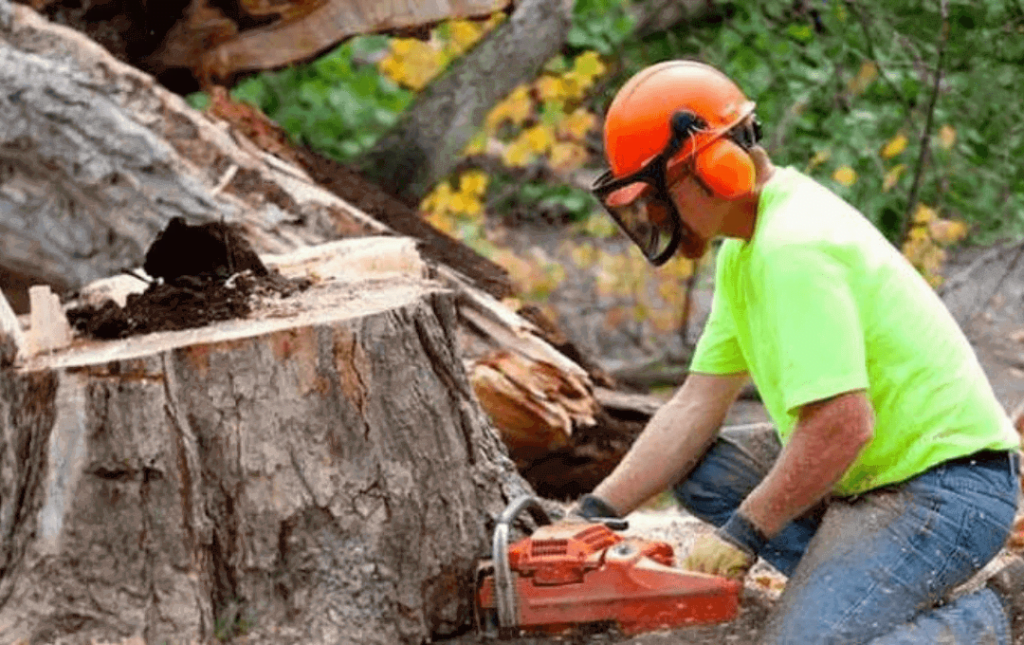 Affordable Tree Removal Service