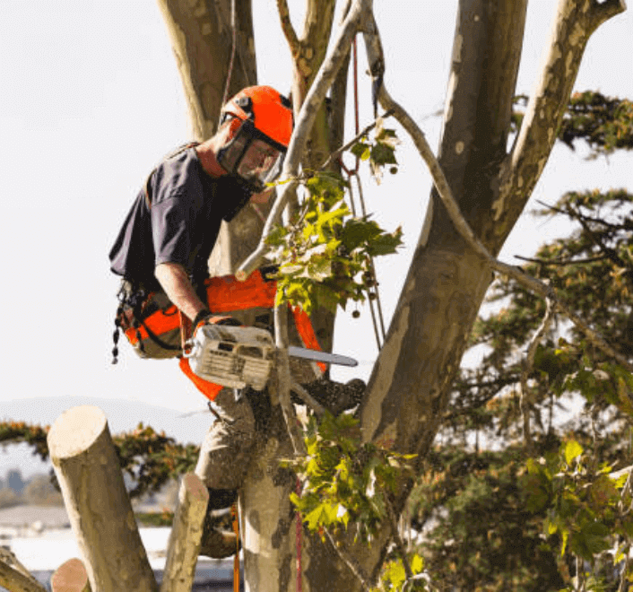 Professional Tree Removal in Pasadena, MD