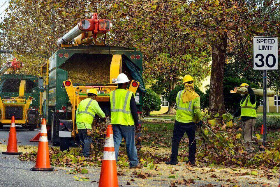 Top Rated Tree Services Provider in Pasadena, MD