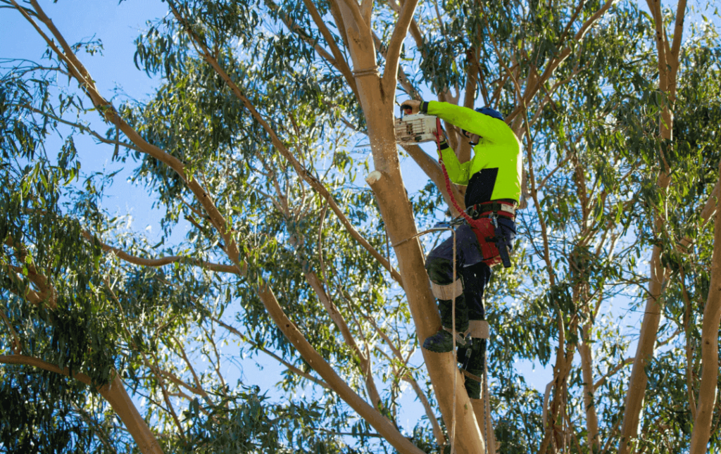 Why You Need Tree Removal Service