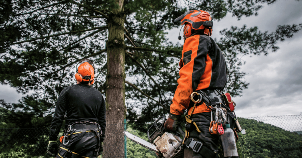 How To Become An Arborist