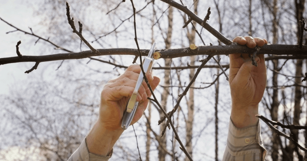 How To Trim Small Tree Branches