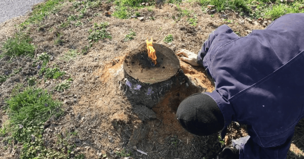 Can you burn stump grindings